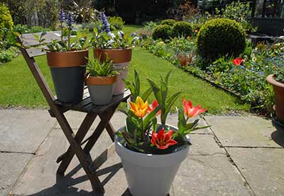 Pots and Plants - summer is coming