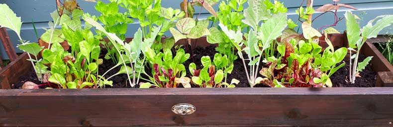 Grow Winter Salad