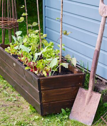 Growing Winter Salad