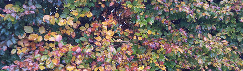 Breath-taking variety of colour on show from the Somerset beech hedges